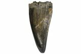 Juvenile Tyrannosaur Premax Tooth - Judith River Formation #144838-1